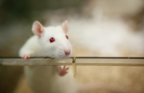 XIV Coloquio CICUA aborda bioseguridad y bienestar animal en la investigación.