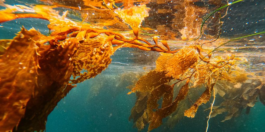 Científicas U. de Chile transforman el cochayuyo en proteína del futuro