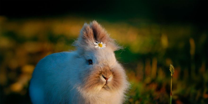 Riesgos silenciosos de bacterias y parásitos en animales de compañía