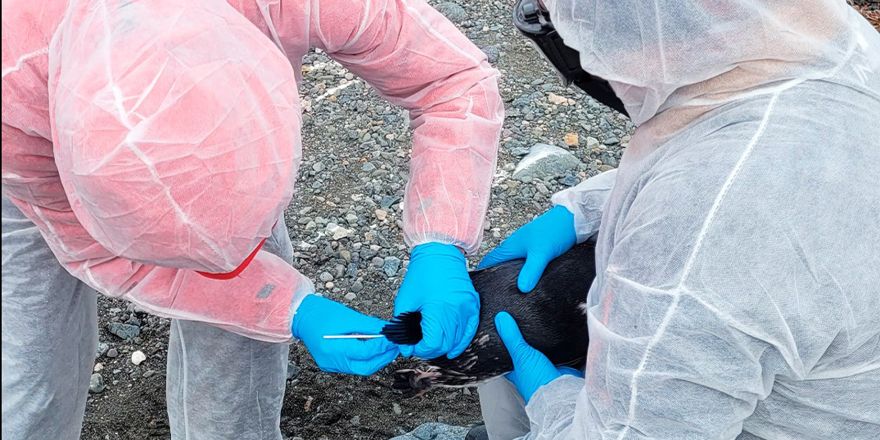 Chile confirma por tercer año consecutivo influenza aviar en Antártica y refuerza vigilancia